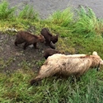 Screen Shot 2016-07-08 at 9.19.14 PM.jpg